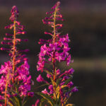 Alaska fireweed, Jerry Sooter Photography