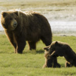 Alaska brown bears, Jerry Sooter Photography
