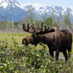 Alaskan moose, alaska wildlife conservation center, AWCC, Jerry Sooter Photography